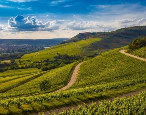 The Alsace wine route