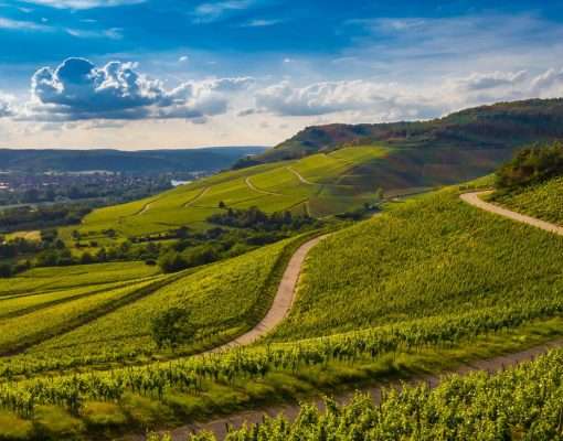 La Route des Vins d’Alsace