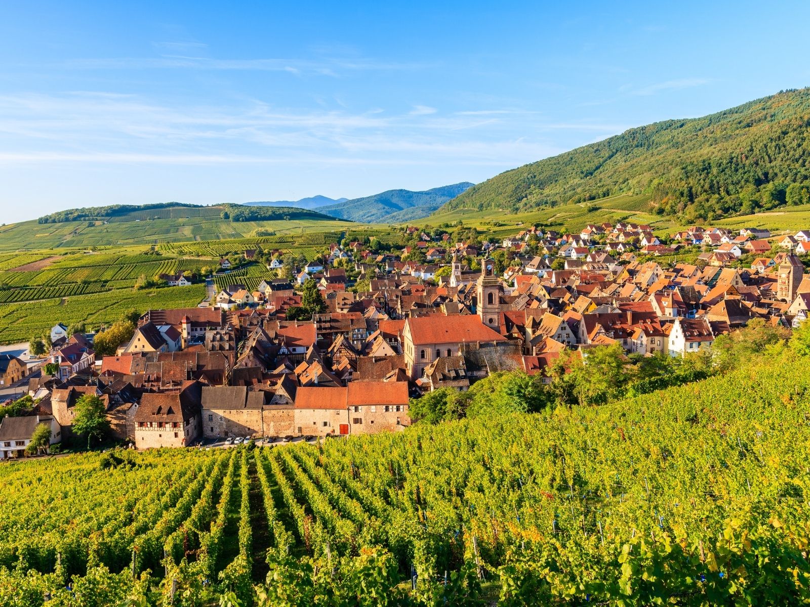 Vendanges en Alsace